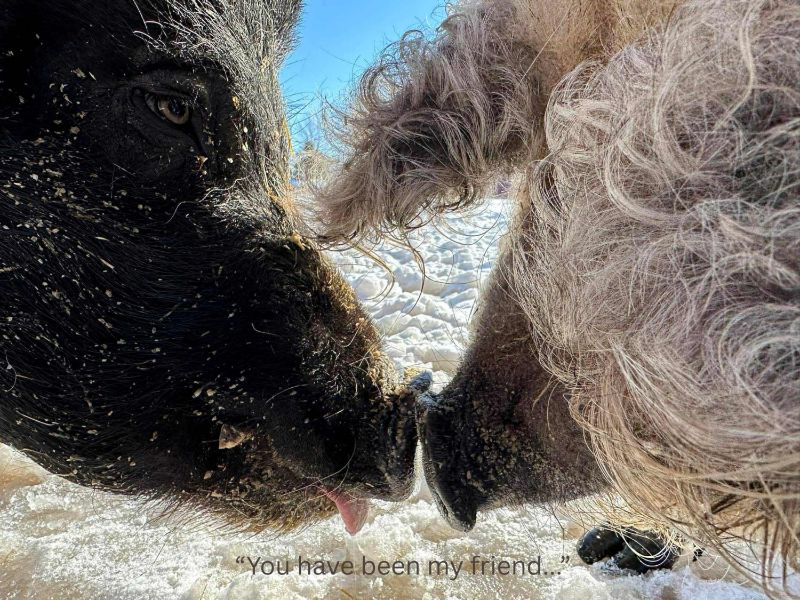 2026 Saving Snouts Calendar